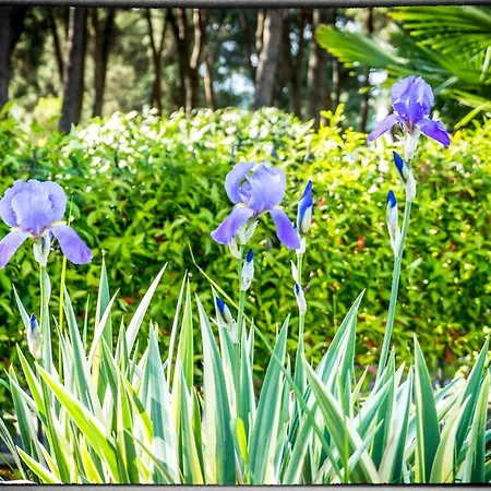 Parenzo 150mt Dal Mare 8min Piedi Dal Centro Вилла Пореч