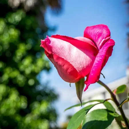 Parenzo 150mt Dal Mare 8min Piedi Dal Centro