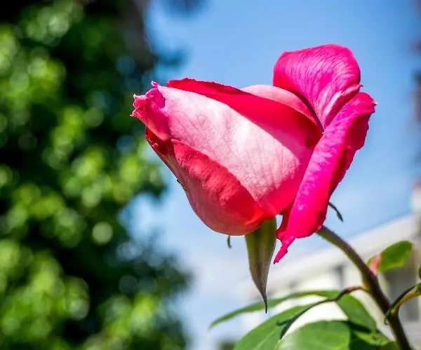 Parenzo 150mt Dal Mare 8min Piedi Dal Centro